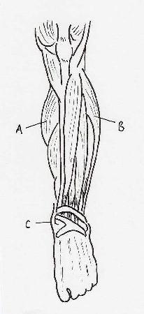 The musculature of the left lower leg
